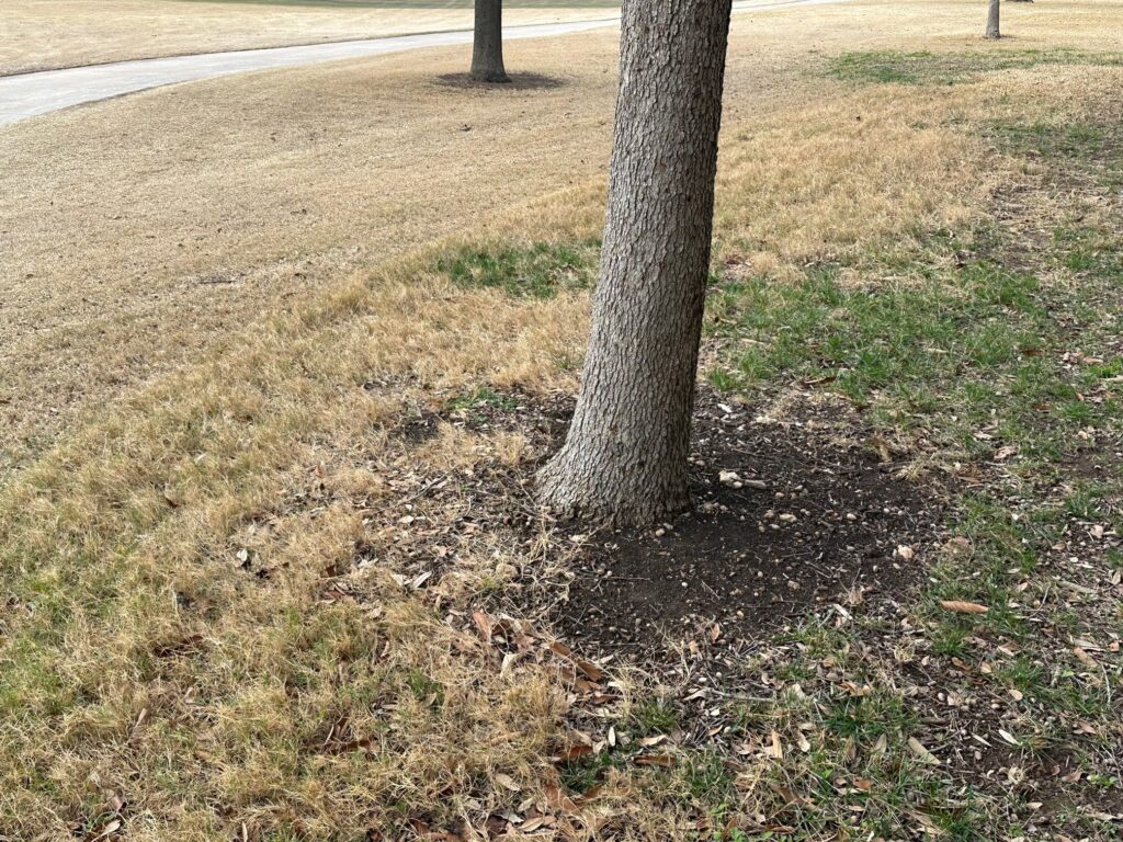Oak tree with no protection for leaf litter. Grass is mowed up to the tree trunk.