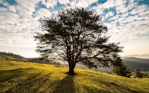 Tree